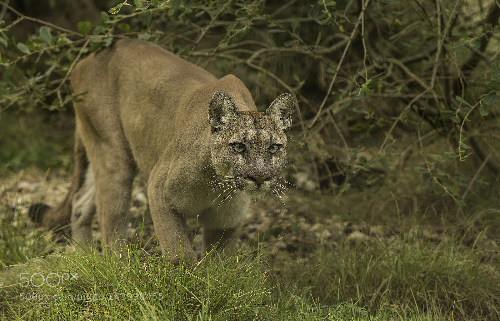 Nikon D5 sample photo. Mountain lion series photography