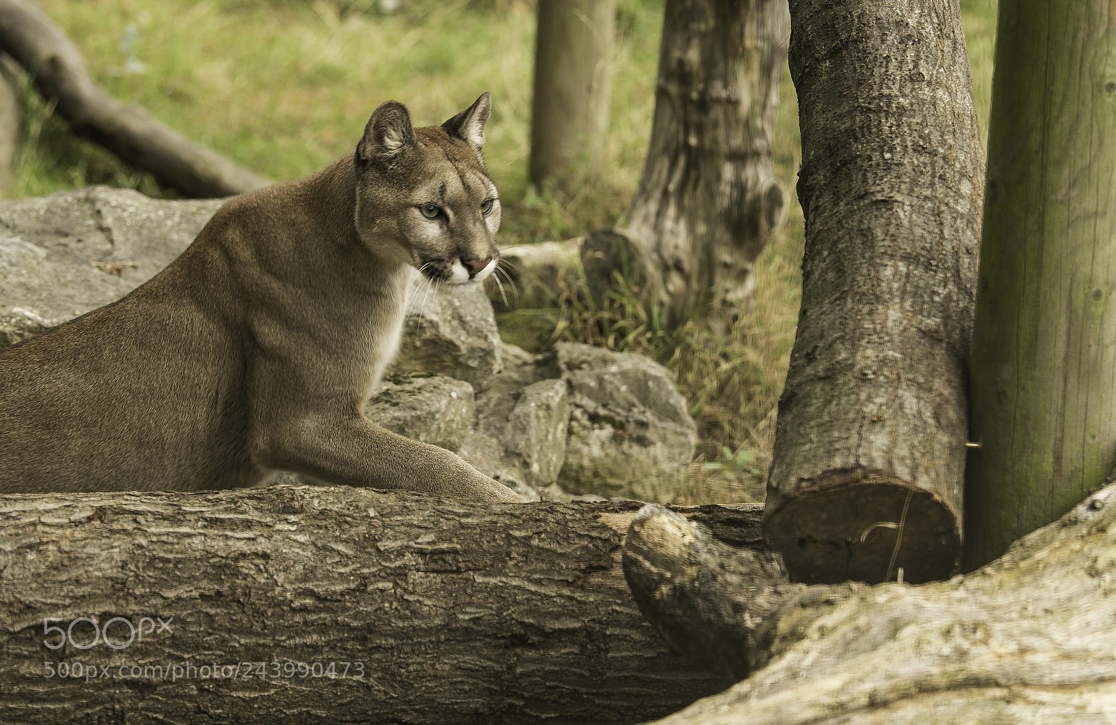 Nikon D5 sample photo. Mountain lion series photography
