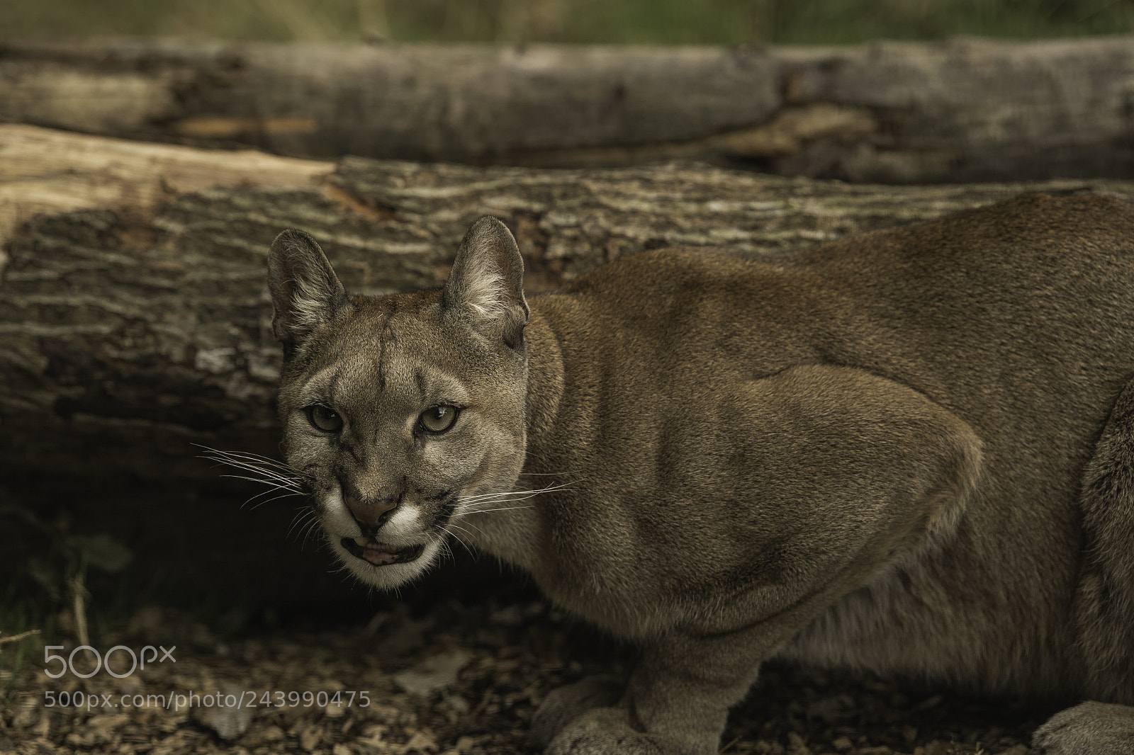 Nikon D5 sample photo. Mountain lion series photography
