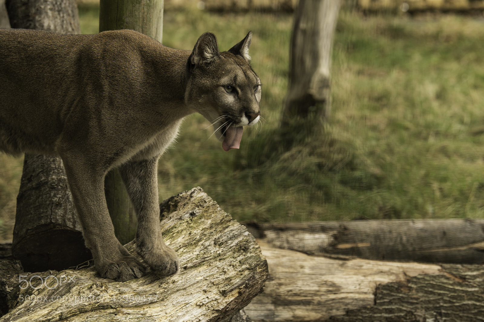 Nikon D5 sample photo. Mountain lion series photography