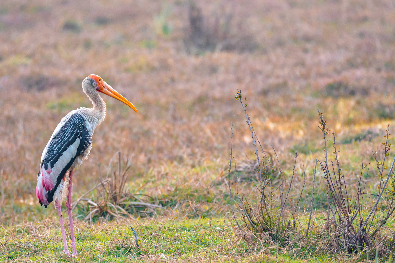 Nikon D7100 sample photo. The painted stork mycteria photography