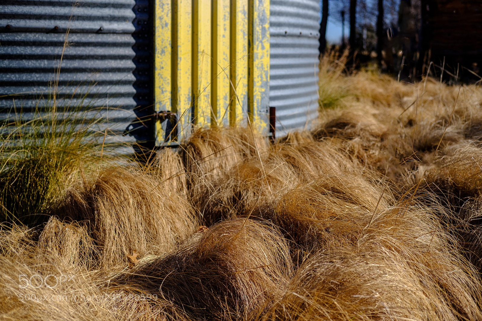 Fujifilm X-T2 sample photo. Winter grass photography