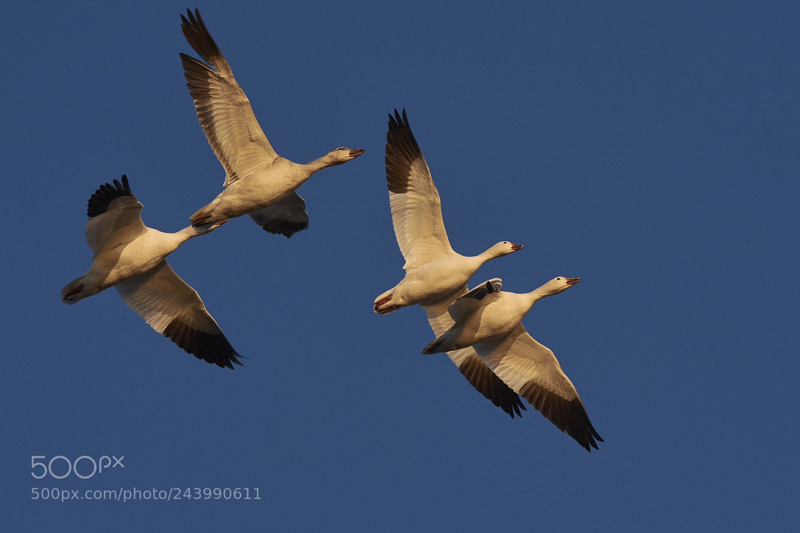 Nikon D7200 sample photo. Snow geese photography
