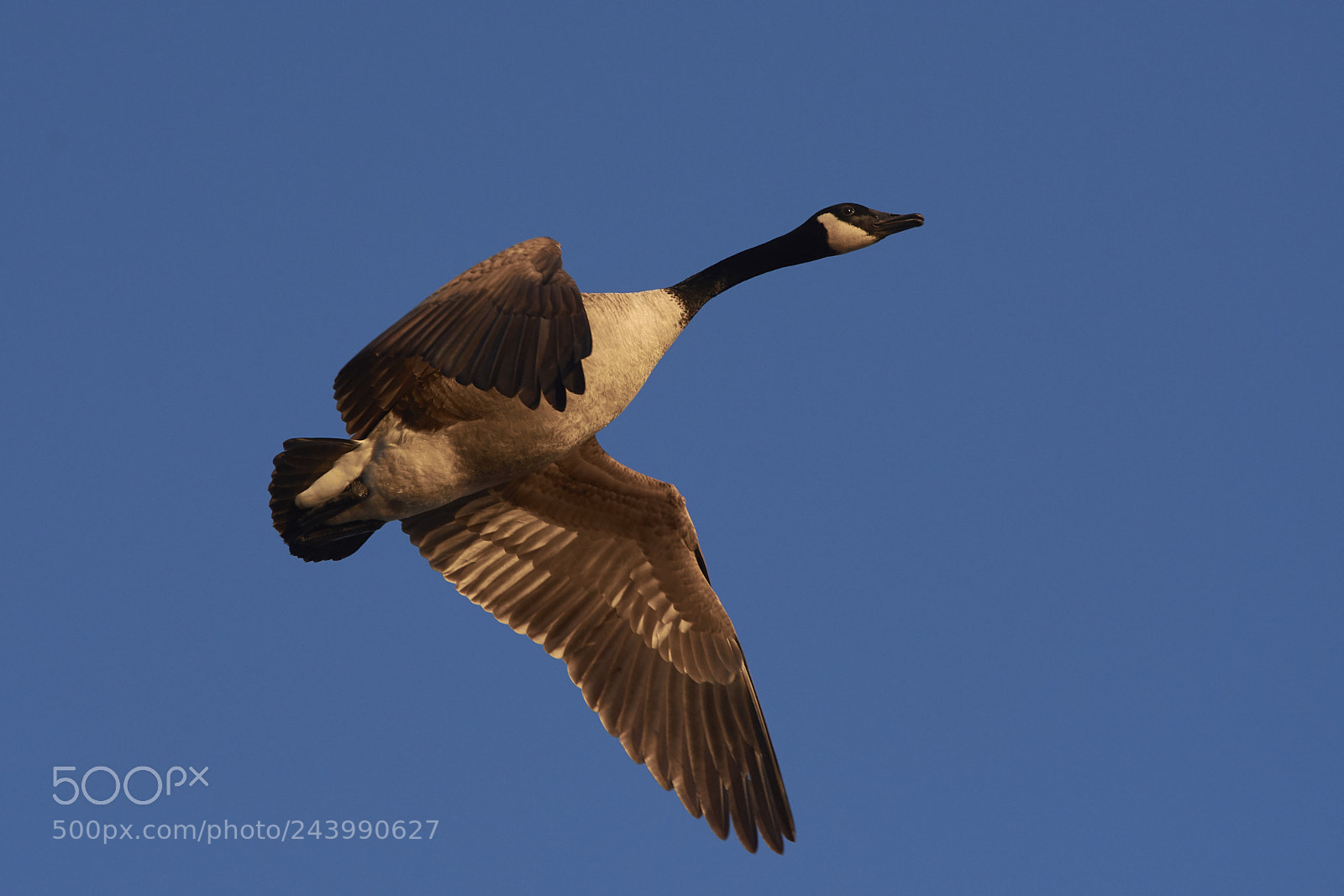 Nikon D7200 sample photo. Canada goose photography