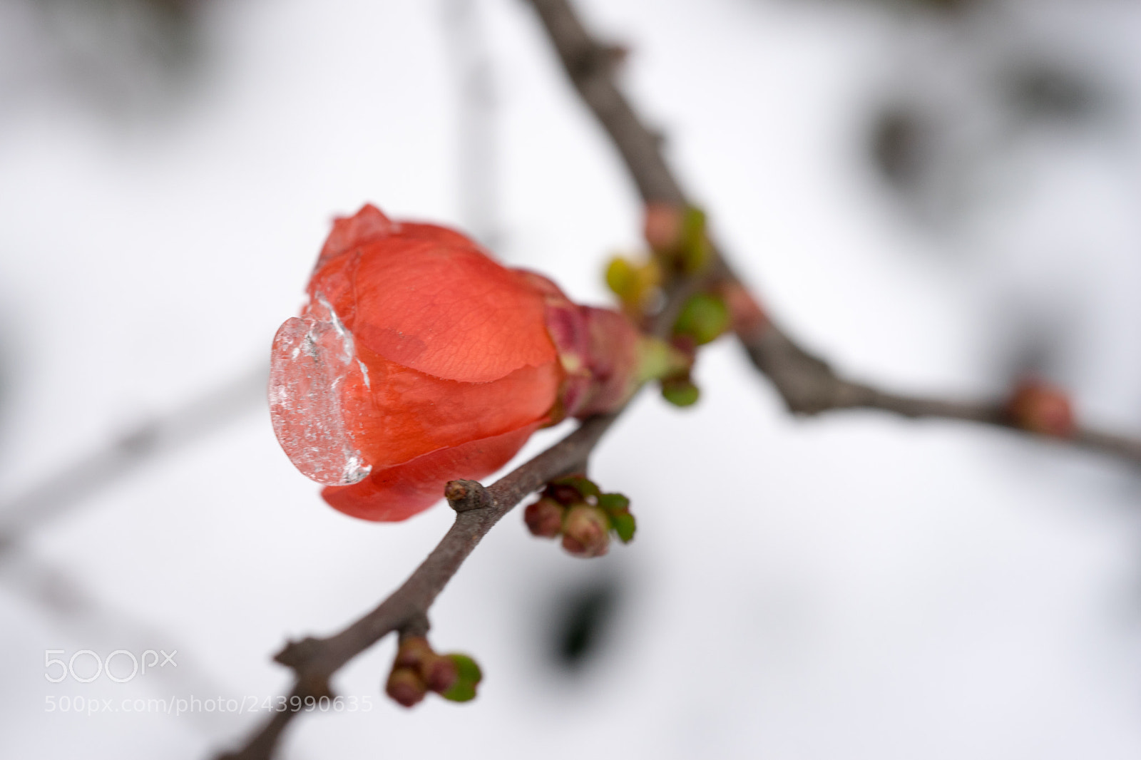 Sony a7 sample photo. Red in snow # 1 photography