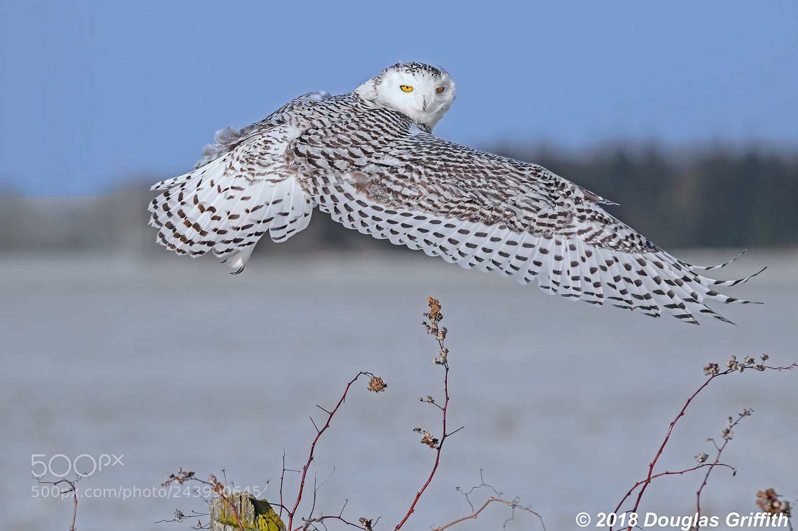 Nikon D500 sample photo. Female snowy owl bubo photography