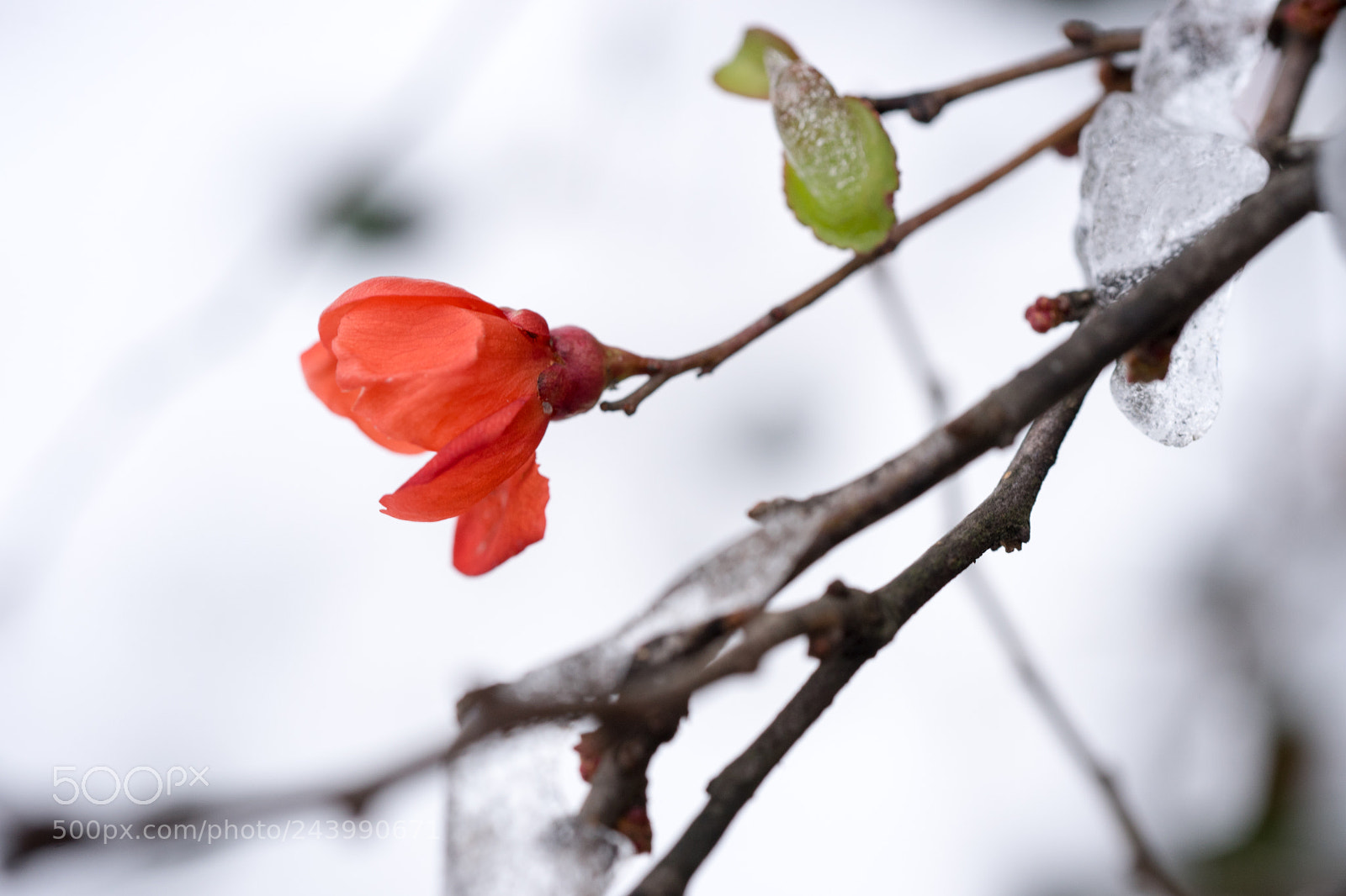 Sony a7 sample photo. Red in snow # 2 photography