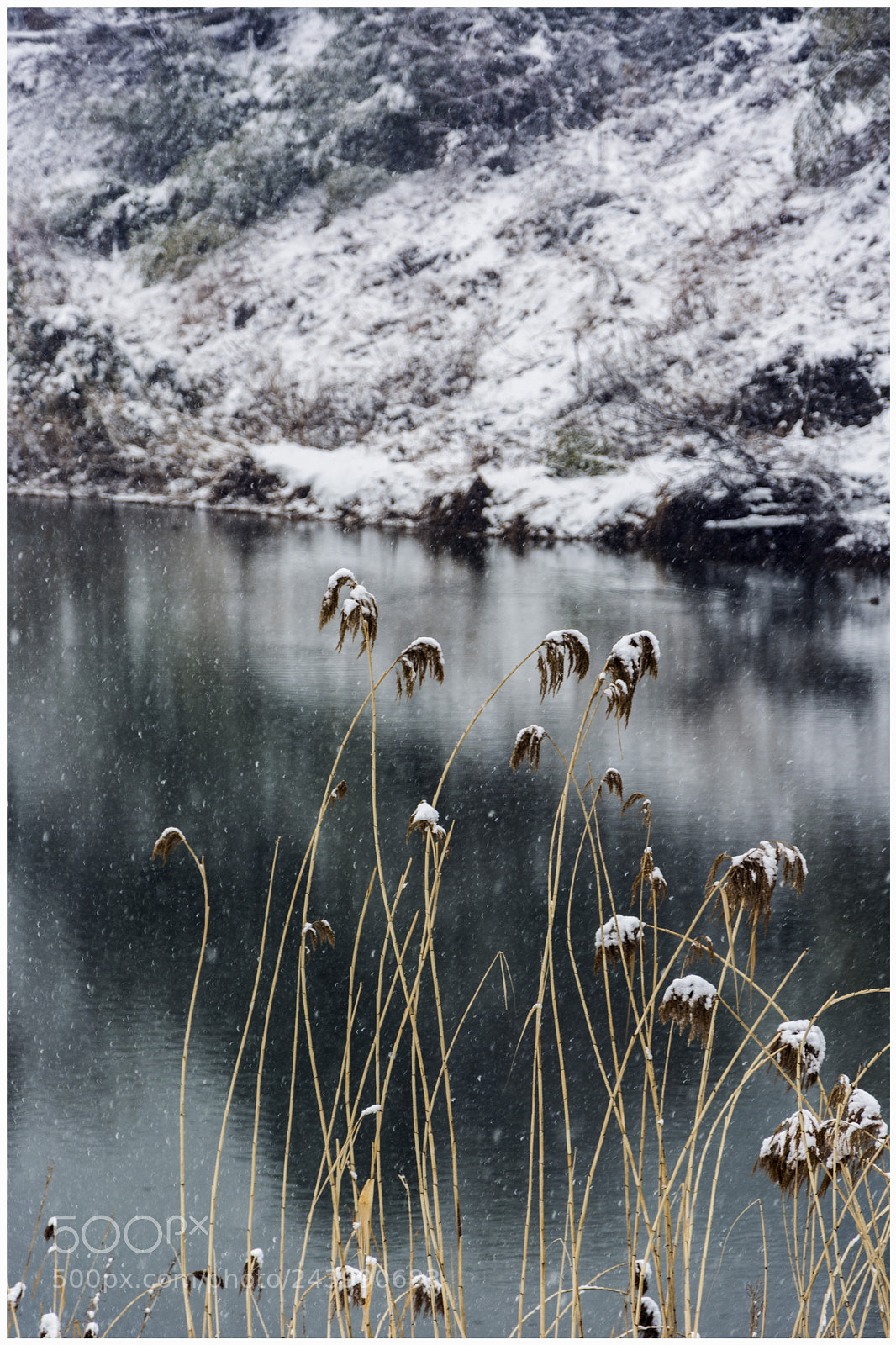 Nikon D7100 sample photo. 雪中芦苇 photography