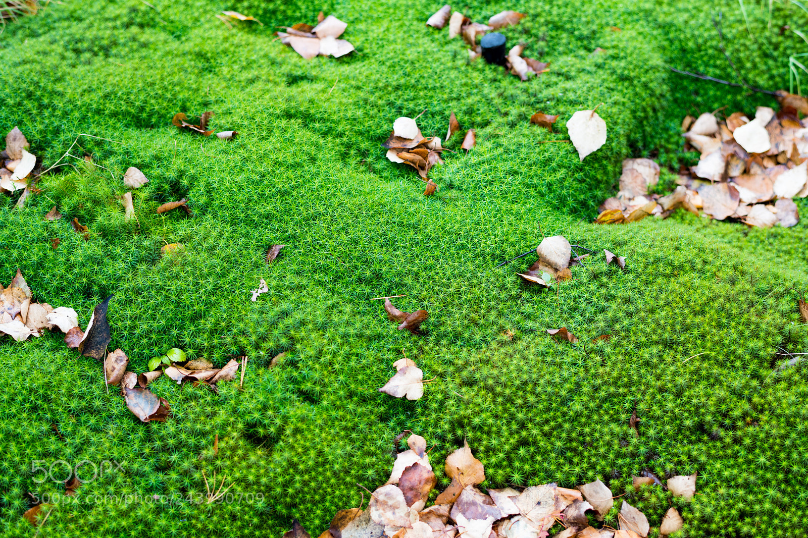 Nikon D850 sample photo. Moss photography