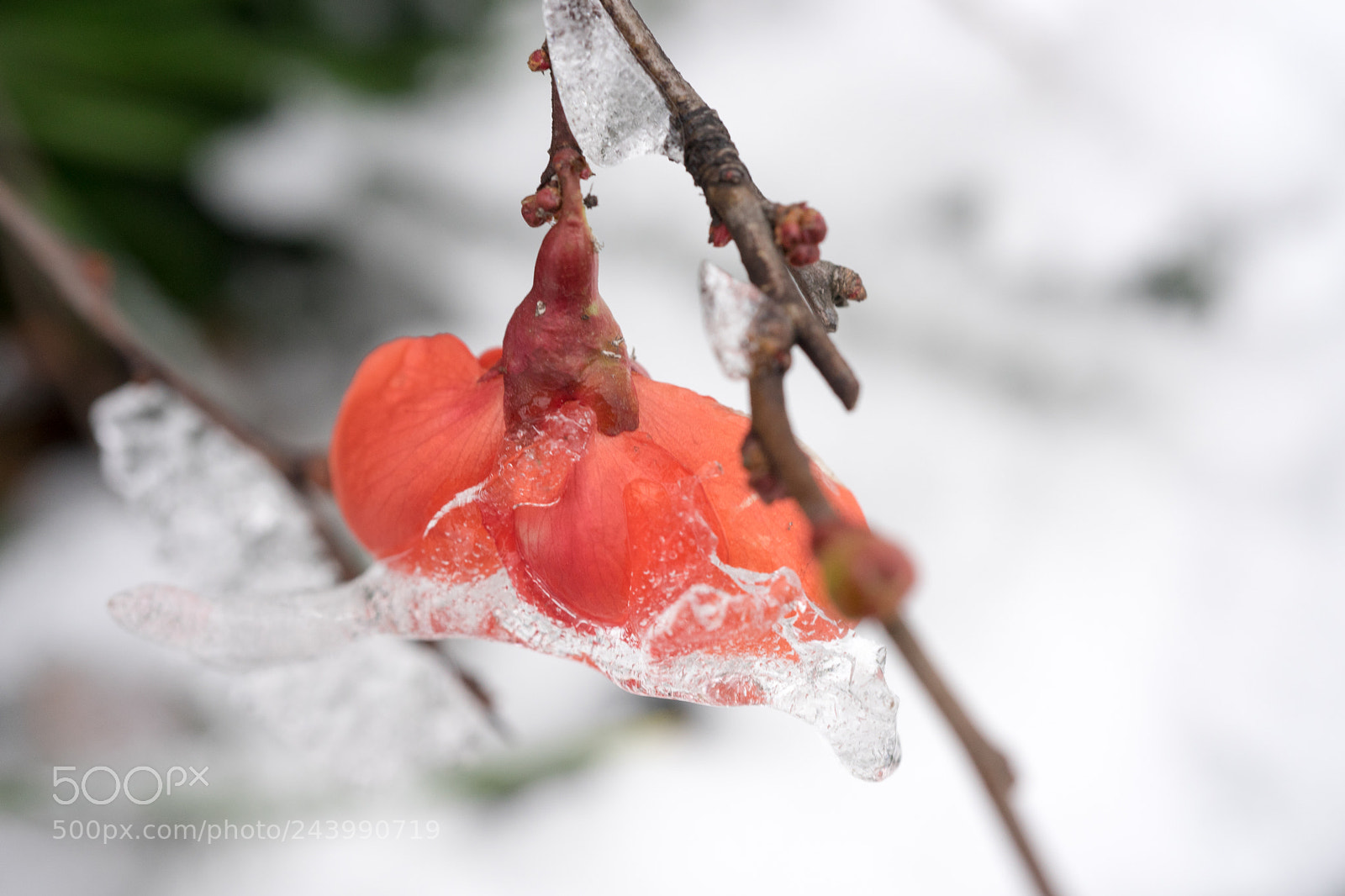 Sony a7 sample photo. Red in snow # 3 photography