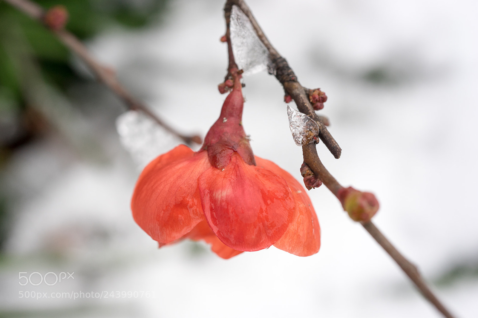 Sony a7 sample photo. Red in snow # 4 photography