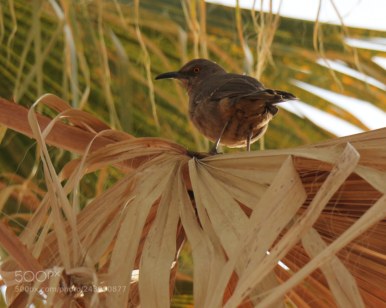 Canon EOS 700D (EOS Rebel T5i / EOS Kiss X7i) sample photo. Curve-billed thrasher photography