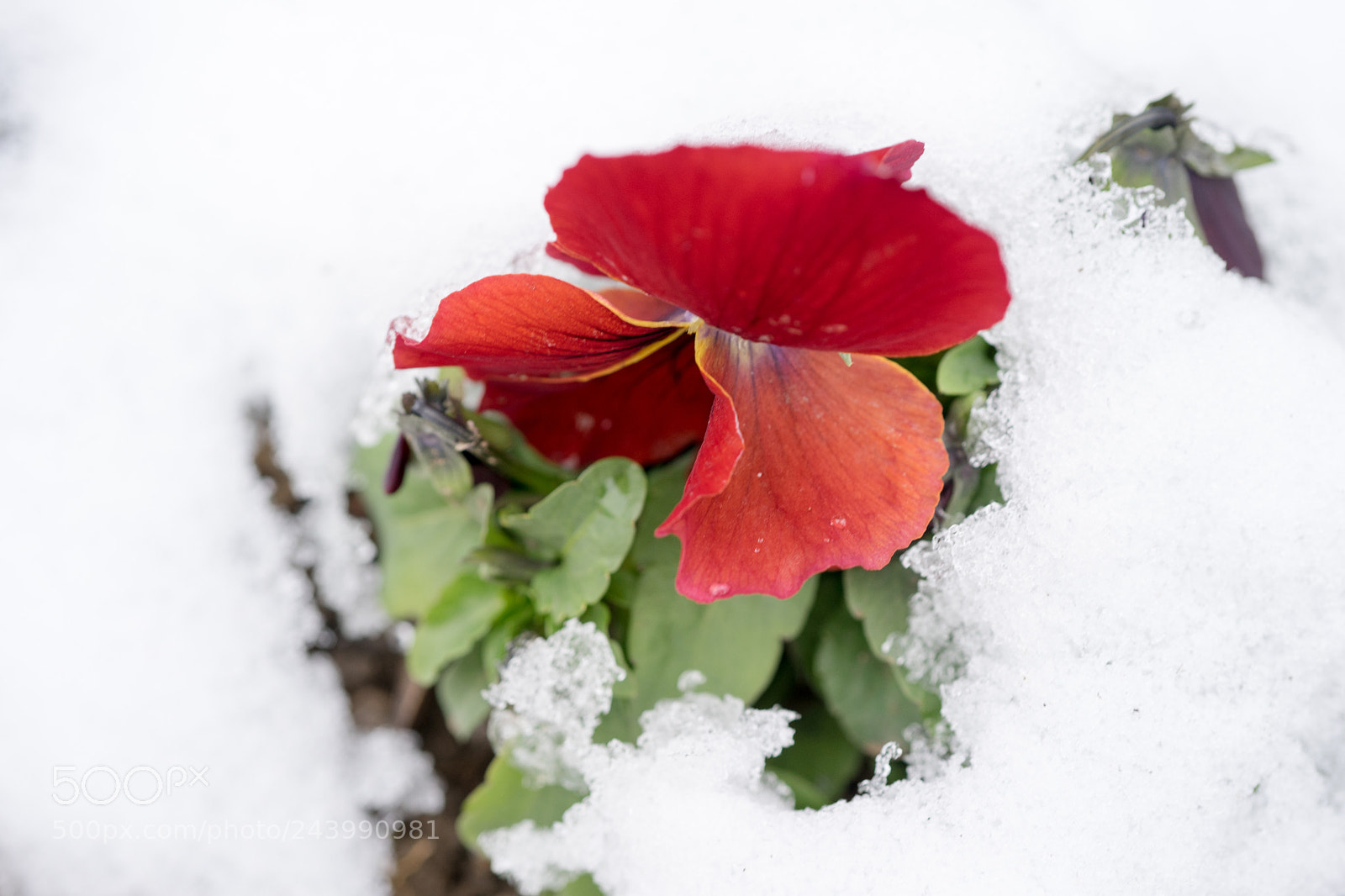 Sony a7 sample photo. Red in snow # 5 photography