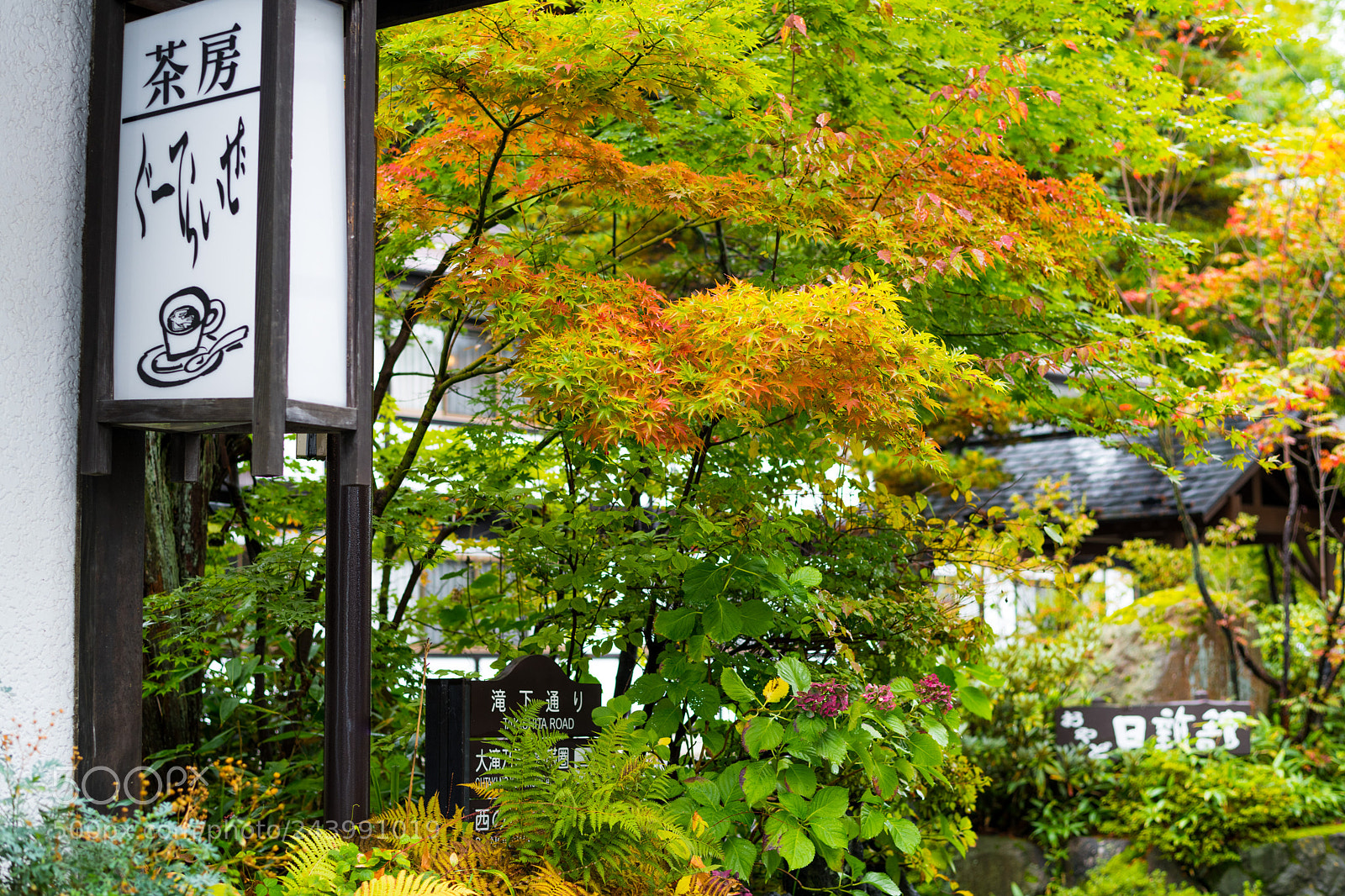 Nikon D850 sample photo. Autumn kusatsu japan photography