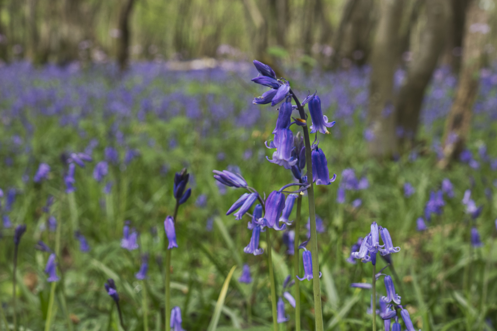 Nikon D7100 + Tamron SP 24-70mm F2.8 Di VC USD sample photo. Bluebells photography