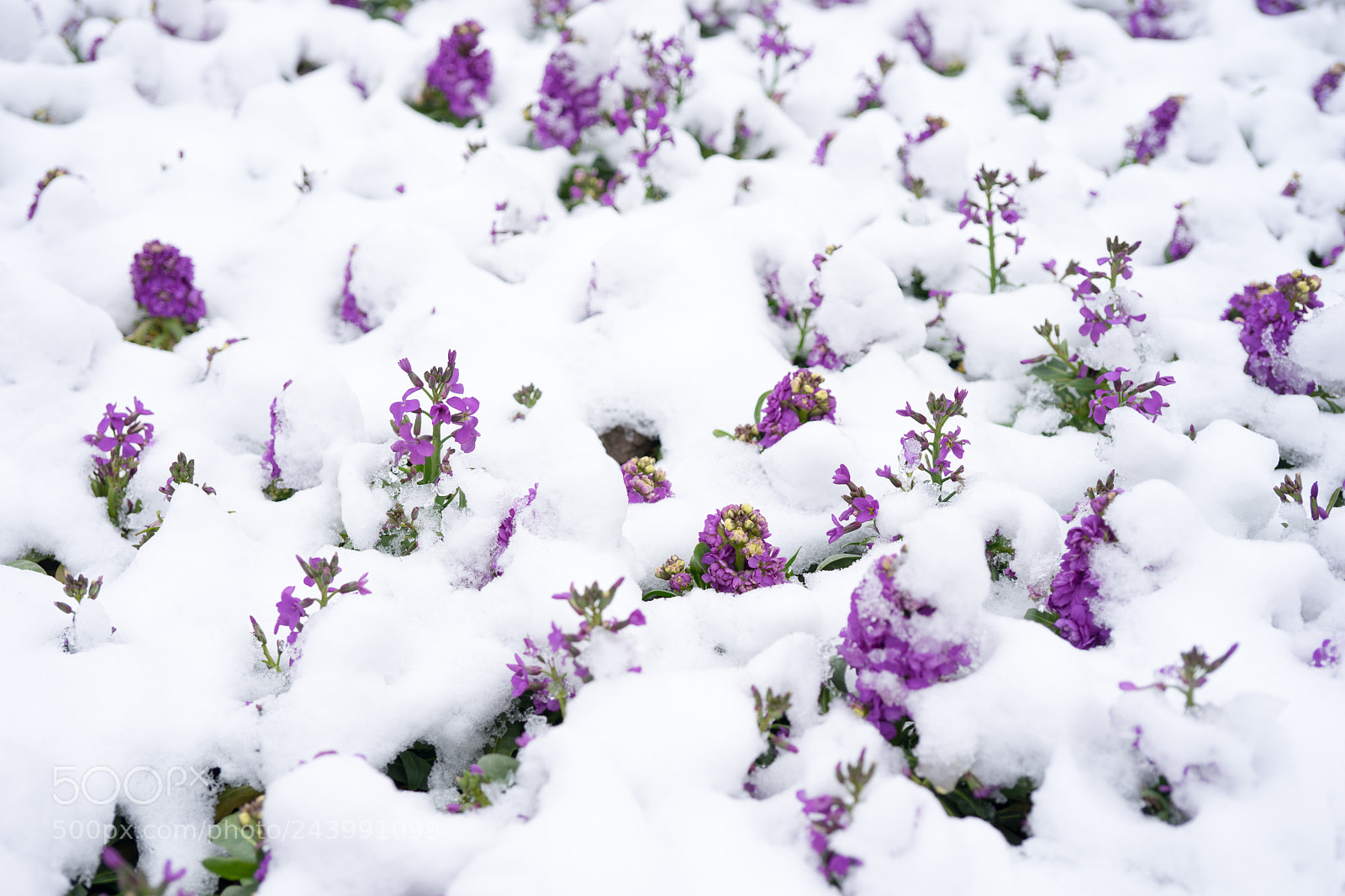 Sony a7 sample photo. Violet in snow photography