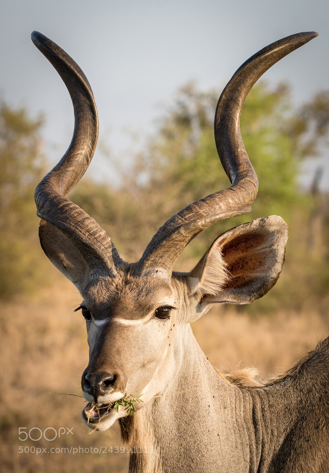 Sony ILCA-77M2 sample photo. Kudu photography