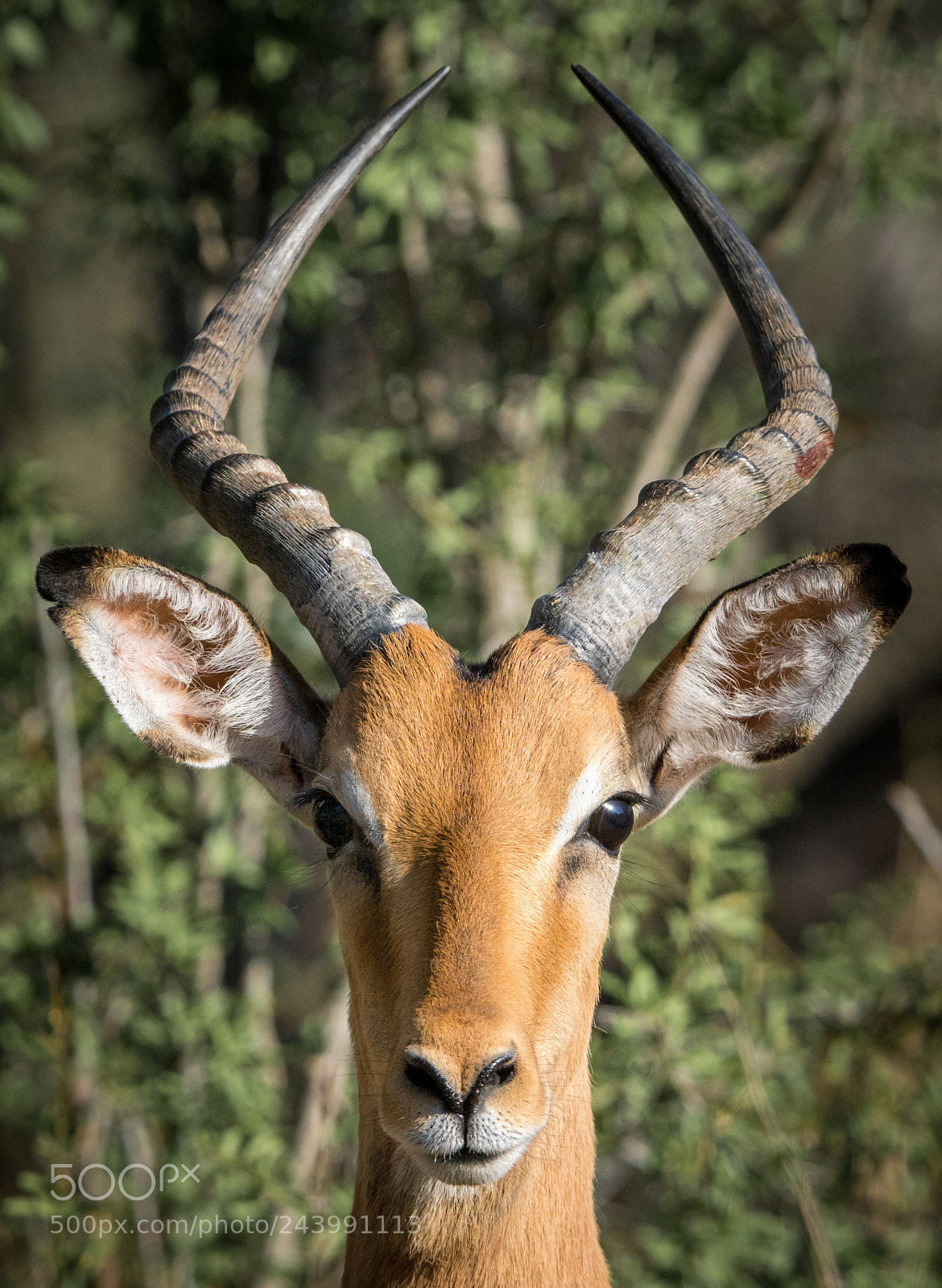 Sony ILCA-77M2 sample photo. Portrait of an impala photography