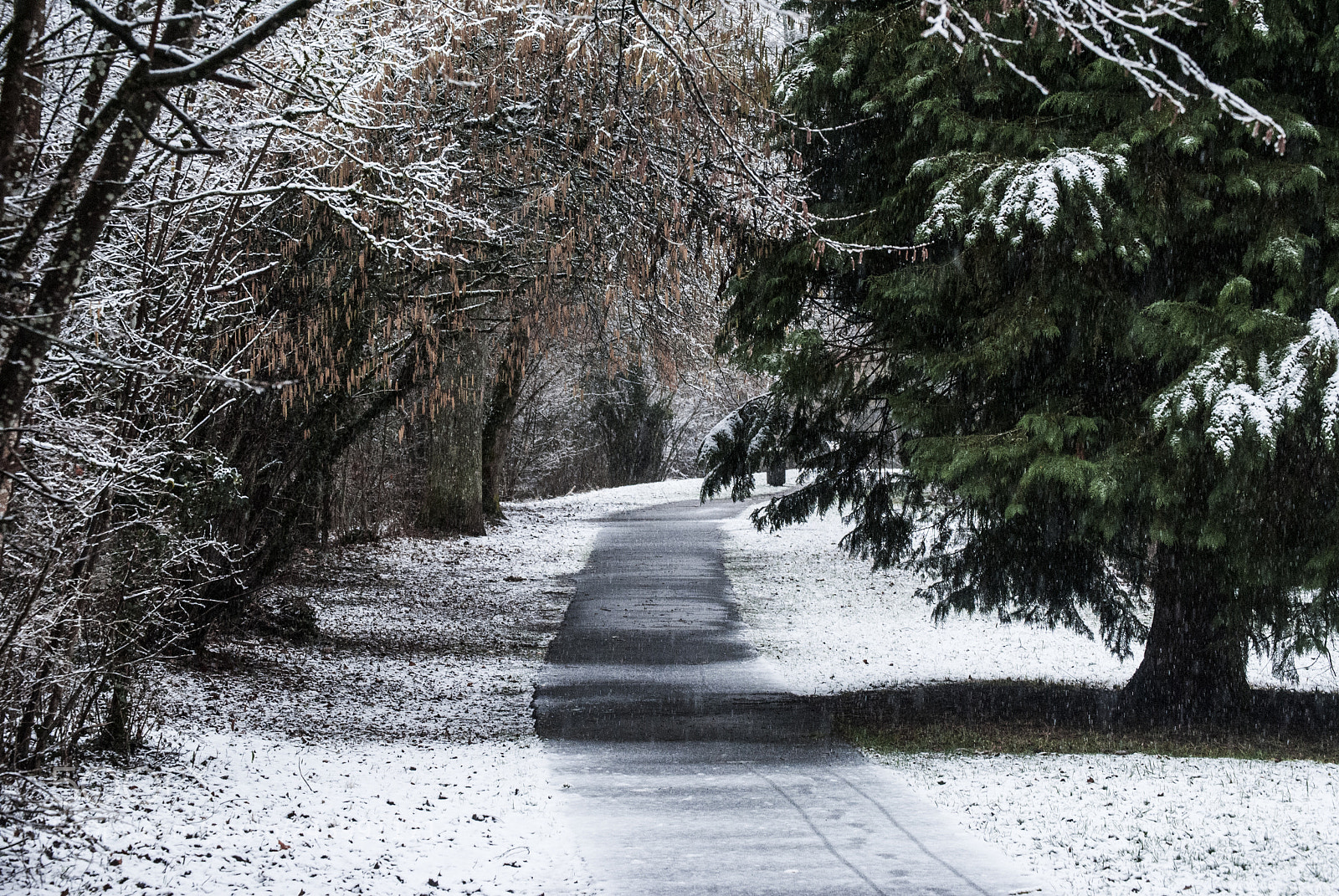 Nikon D3000 sample photo. A road into winter photography