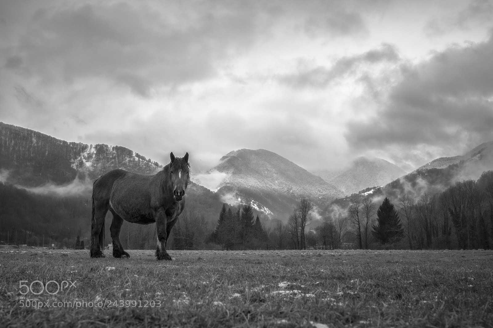 Nikon D5500 sample photo. Black horse photography