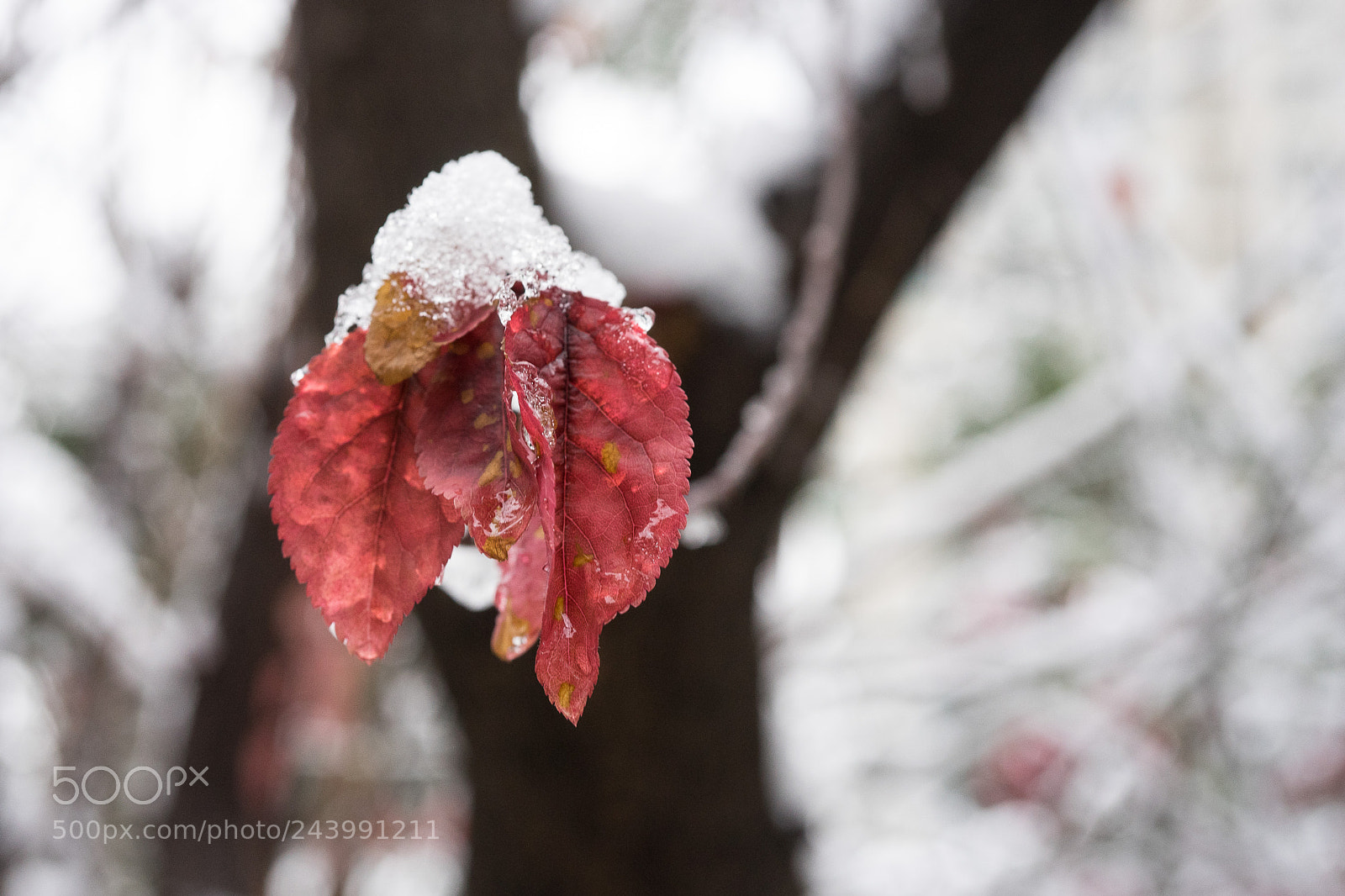 Sony a7 sample photo. Red in snow # 6 photography