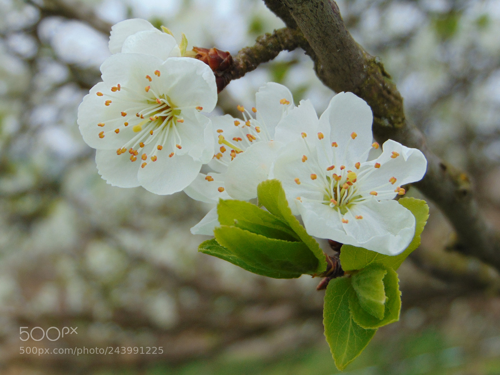 Sony Cyber-shot DSC-H300 sample photo. Dsc photography