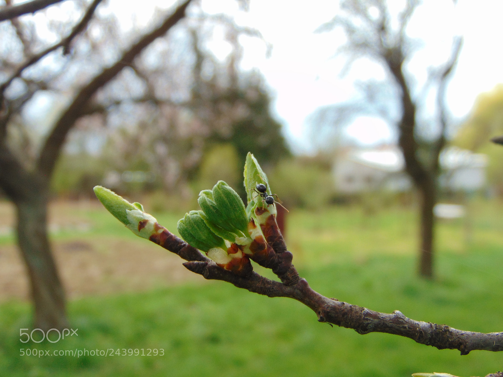 Sony Cyber-shot DSC-H300 sample photo. Dsc photography