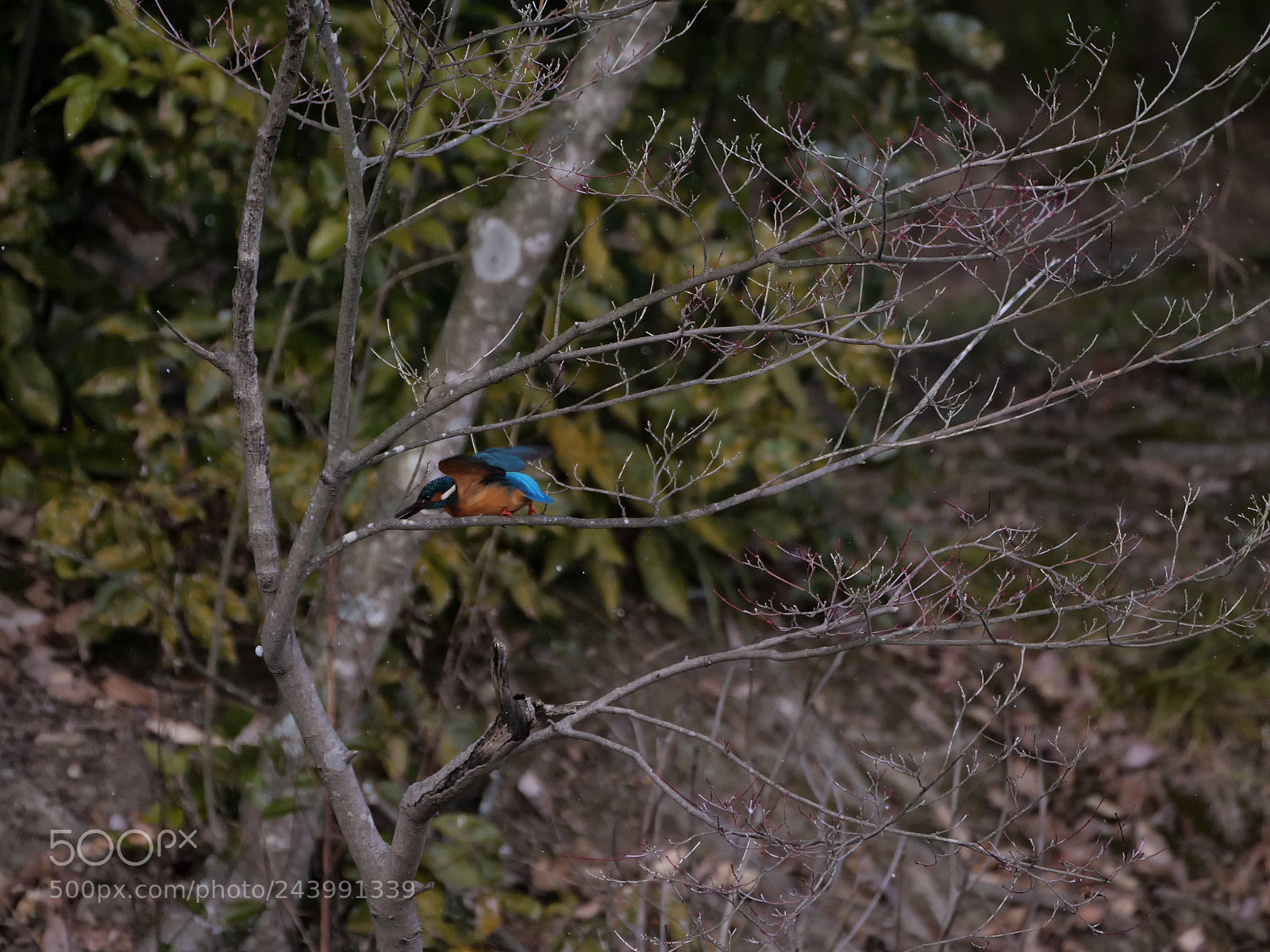 Panasonic Lumix DC-G9 sample photo. Kingfisher photography