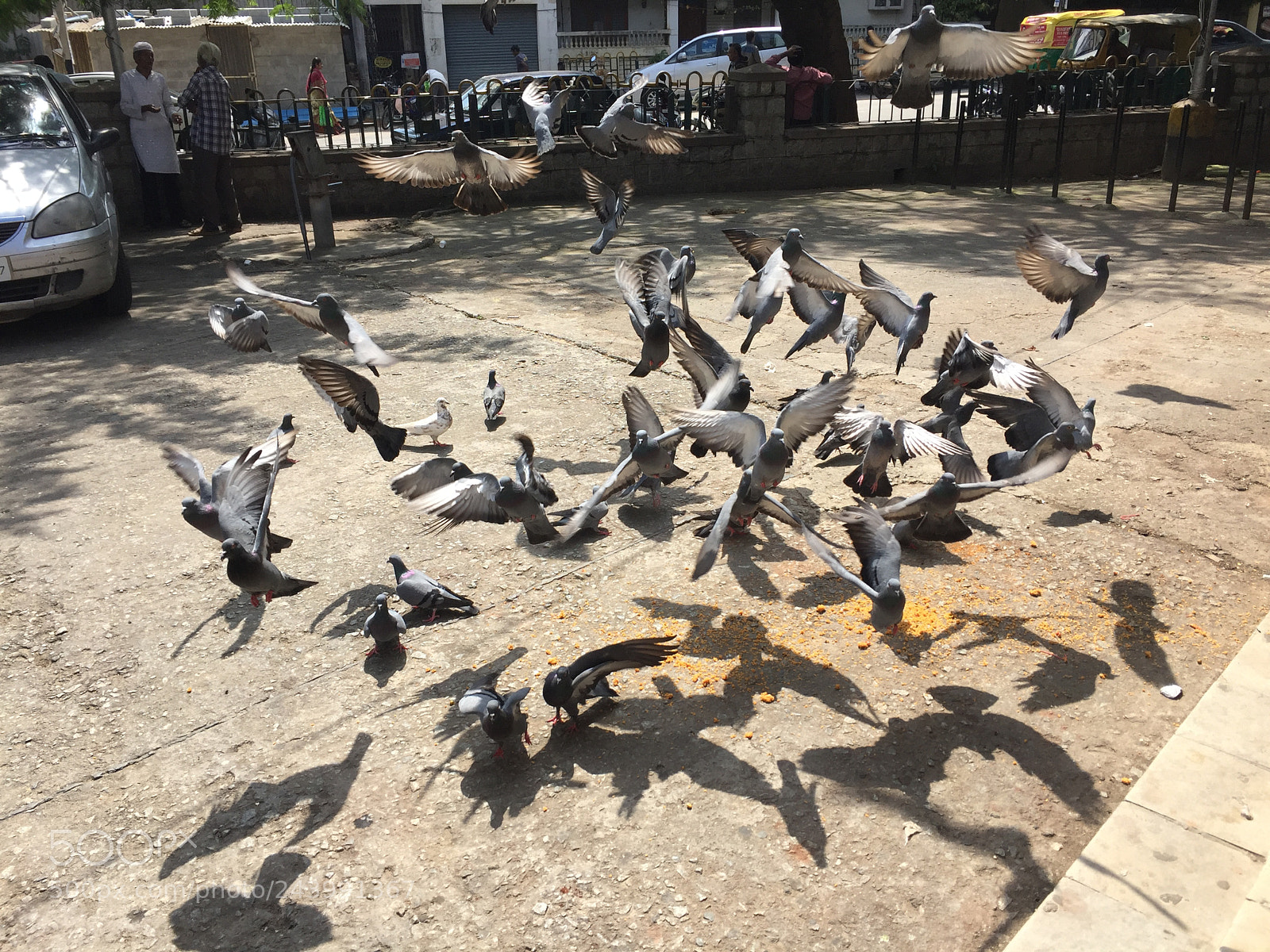 Apple iPhone 6 sample photo. The bird who dares photography