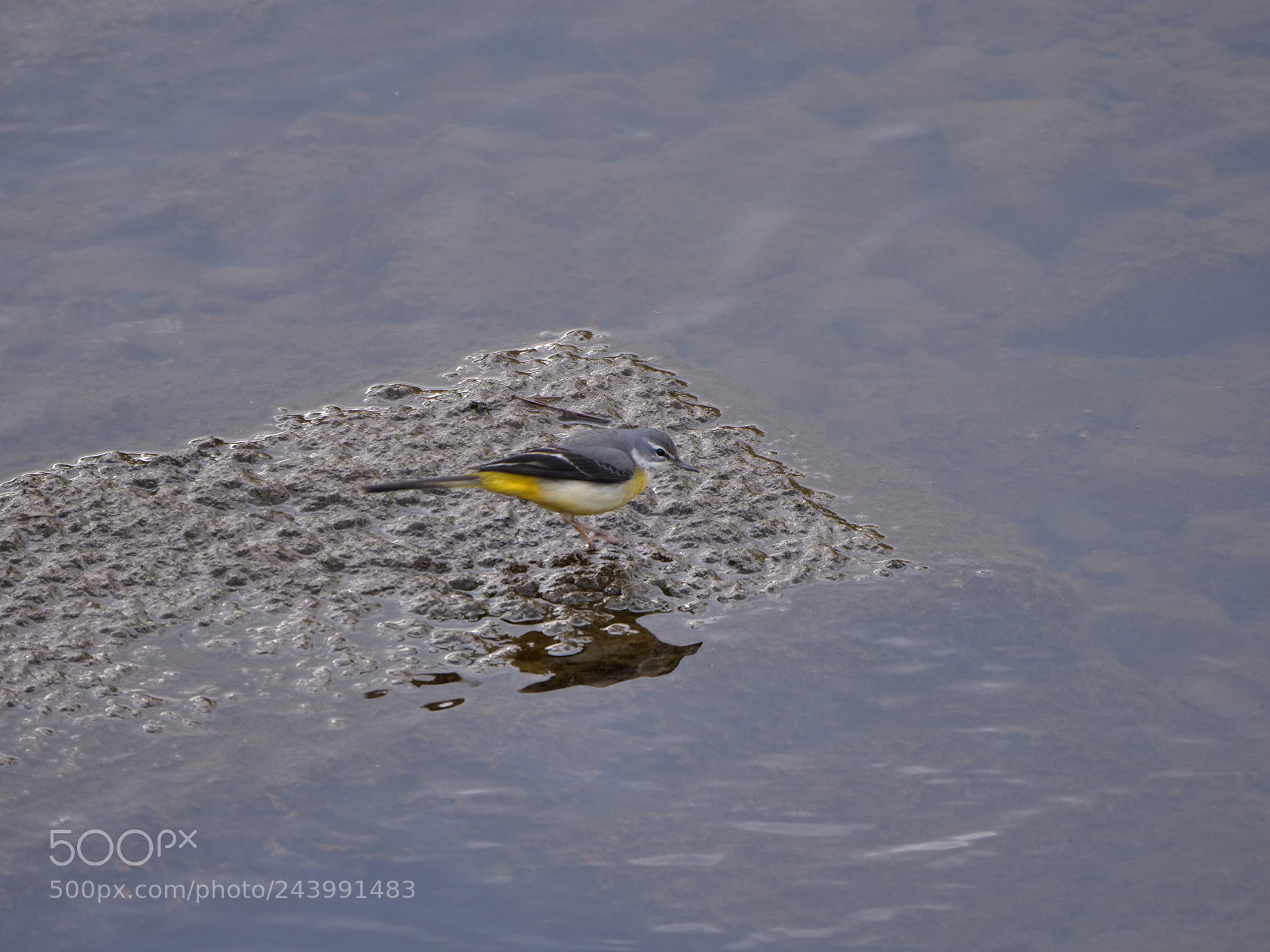 Panasonic Lumix DC-GH5 sample photo. Grey wagtail photography