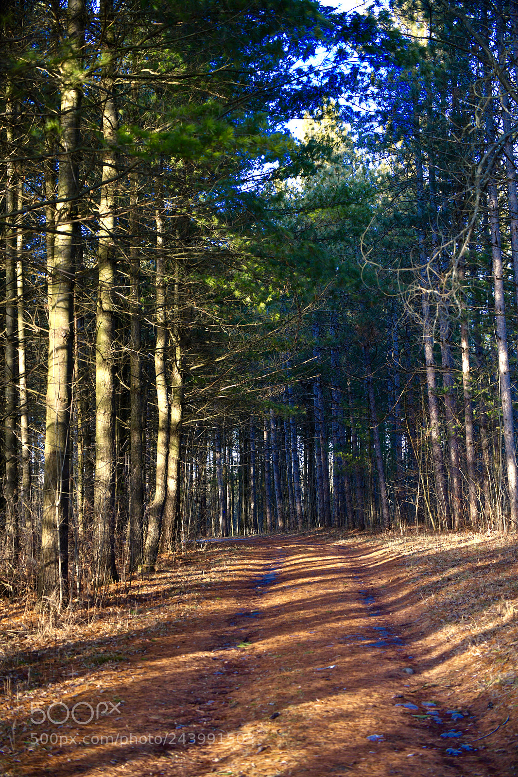 Nikon D850 sample photo. Winter s pine wood photography