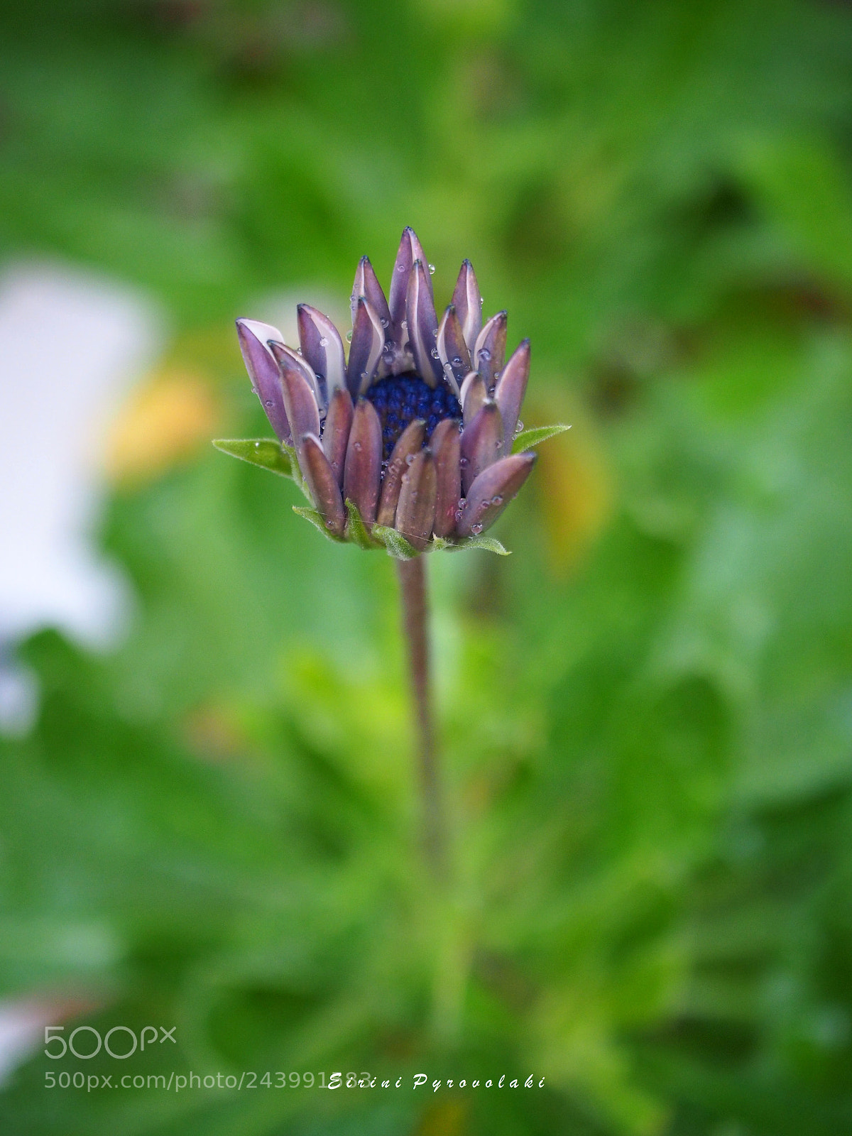 Olympus OM-D E-M10 sample photo. Just before blooming photography