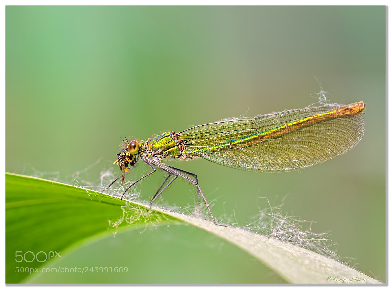 Olympus OM-D E-M1 sample photo. Banded demoiselle with prey.... photography