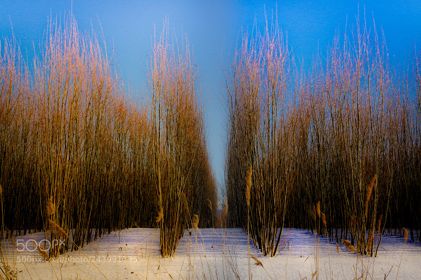 Pentax K-3 II sample photo. Garde a vous standing photography