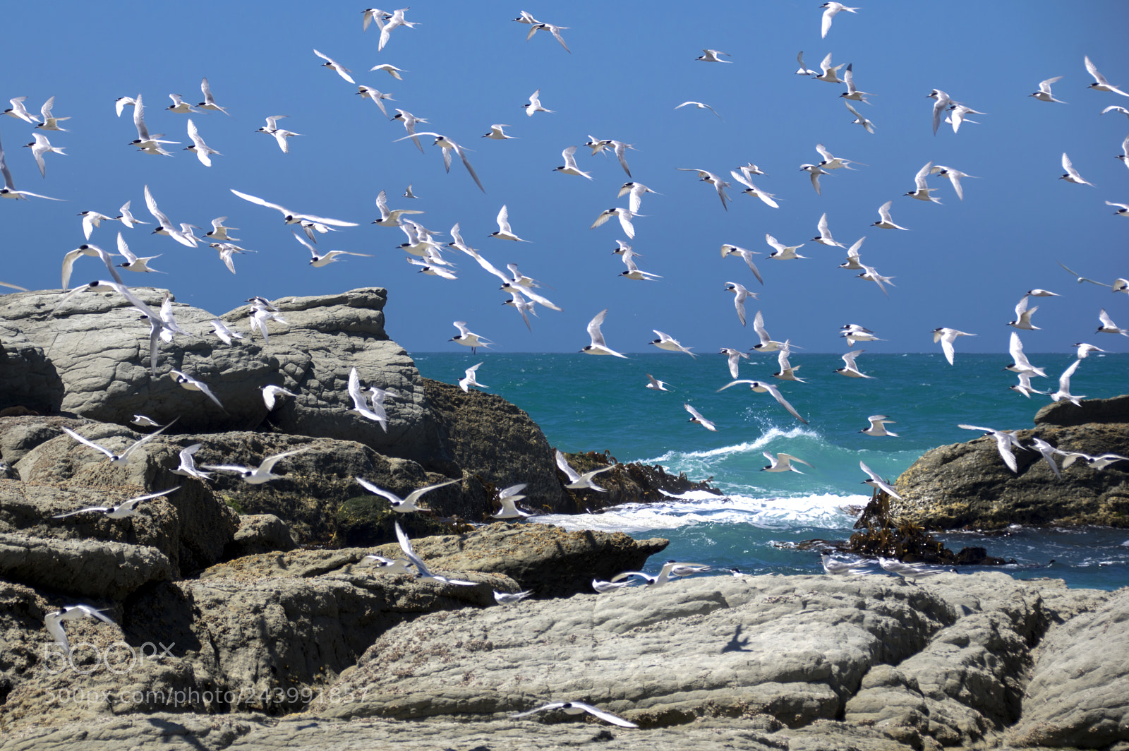 Pentax K-3 II sample photo. Freedom! photography