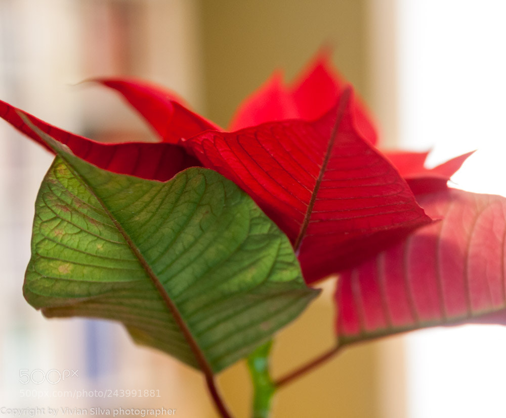 Canon EOS 40D sample photo. Flor de pascua photography
