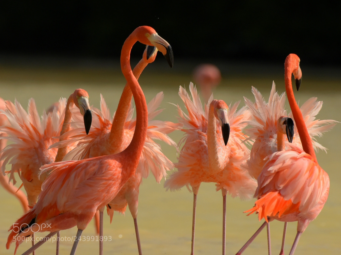 Nikon D7200 sample photo. Flamingos 2 - primped photography