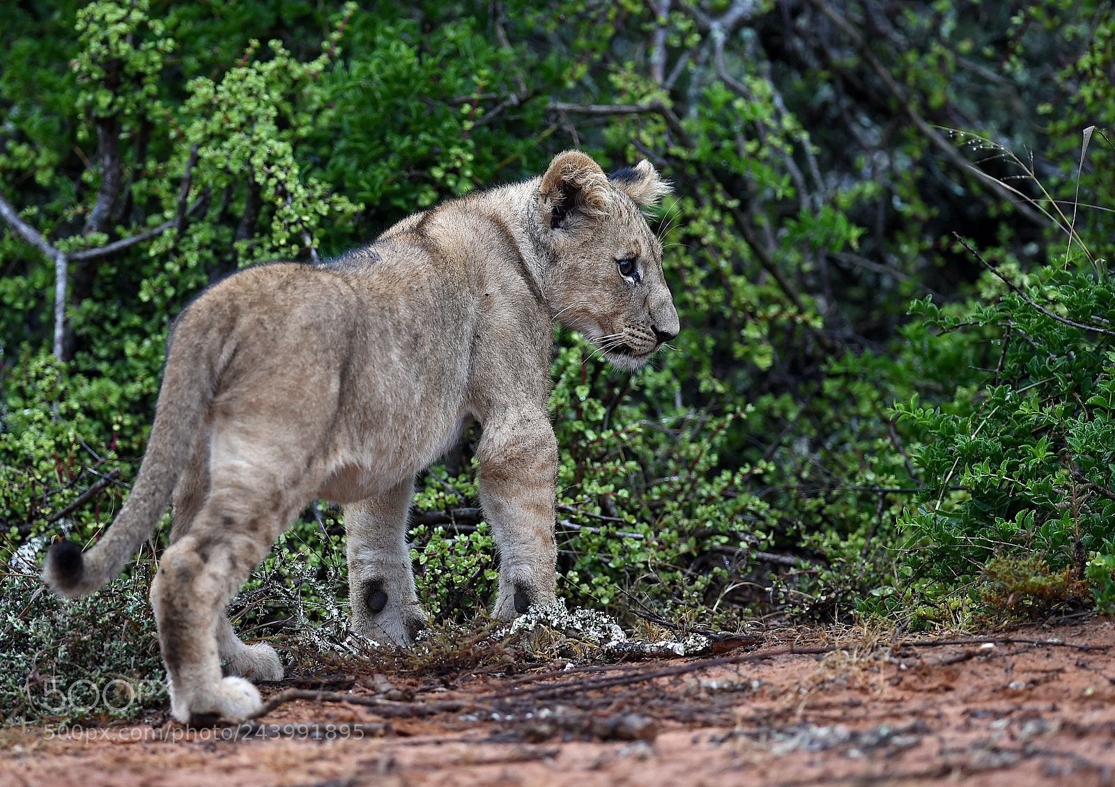 Nikon D4S sample photo. Young explorer photography