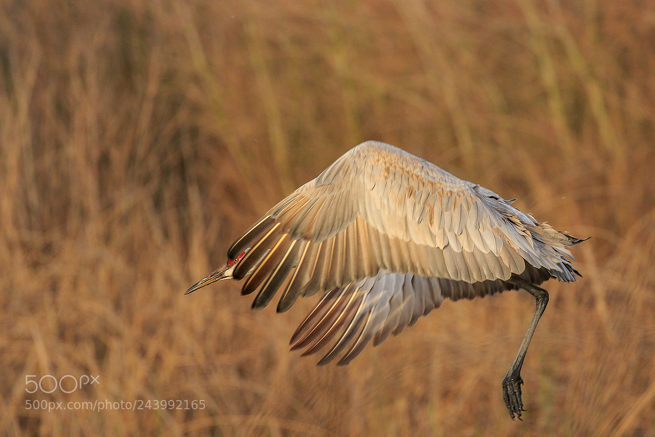 Canon EOS 7D Mark II sample photo. Sandhill crane photography