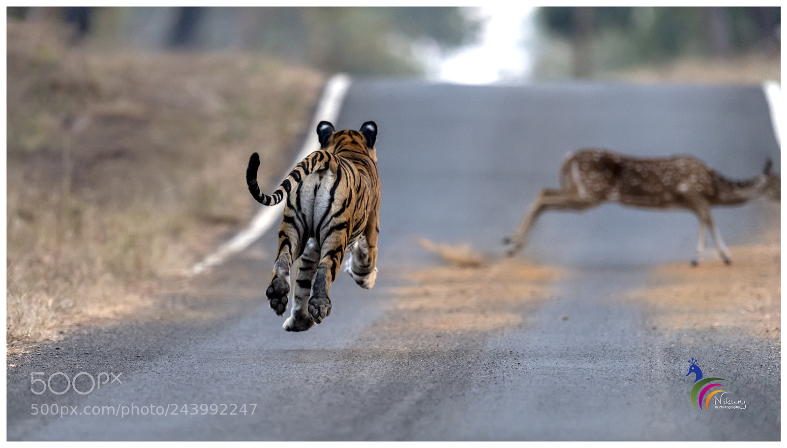 Nikon D500 sample photo. Chase..... photography