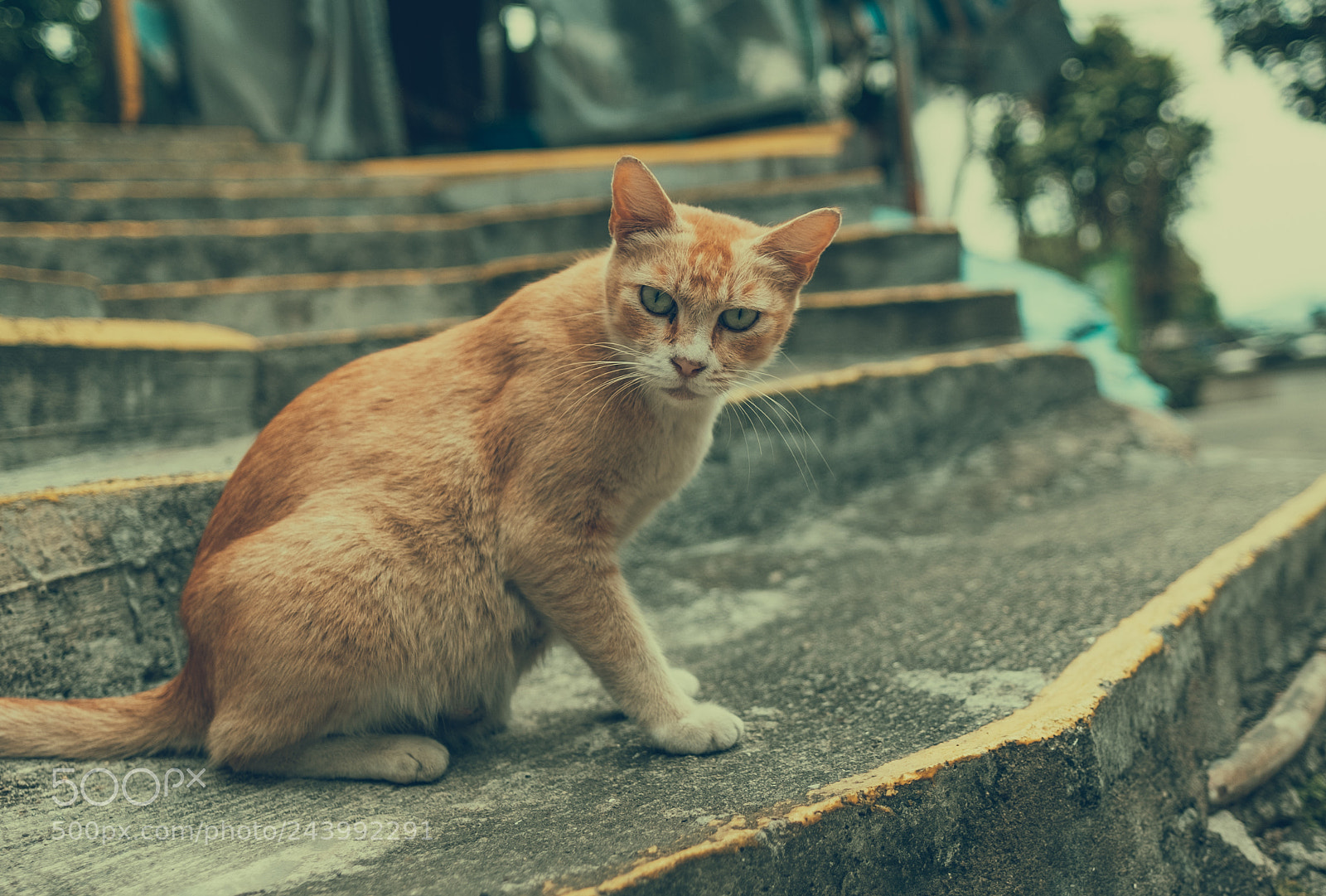Fujifilm X-T2 sample photo. Island street cat photography