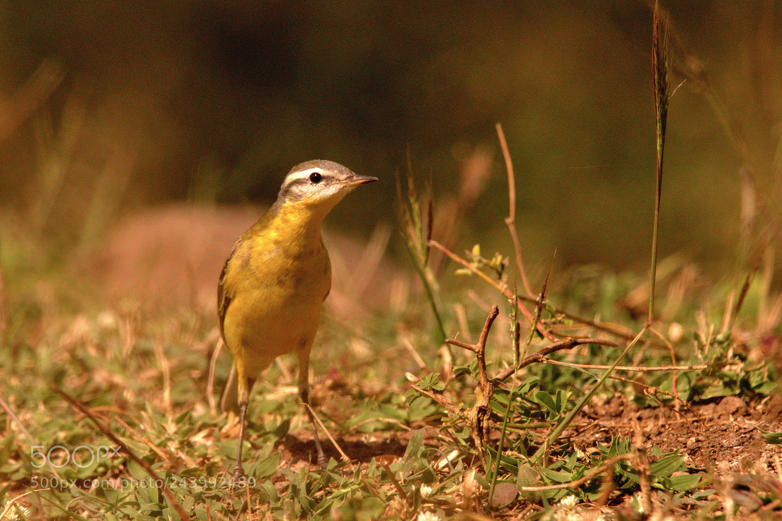 Nikon D5500 sample photo. Yellow wagtail photography
