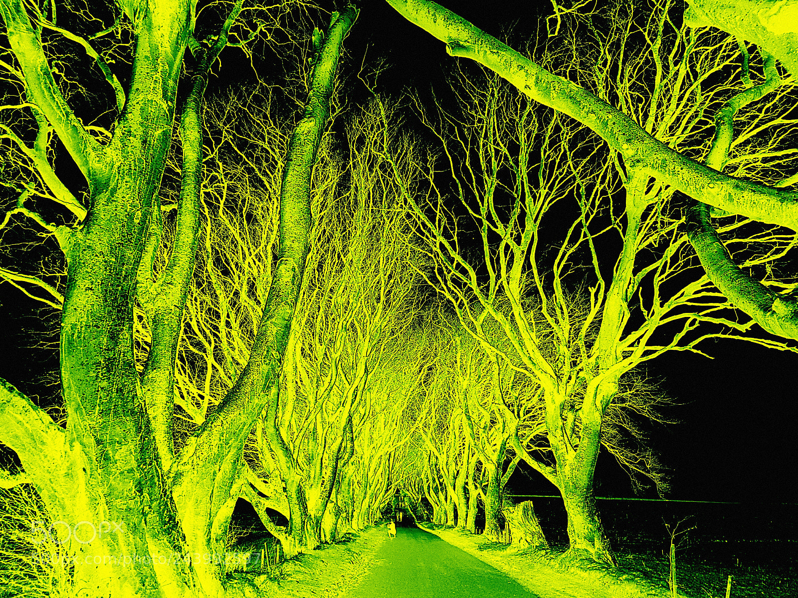 Samsung Galaxy S7 Edge sample photo. Dark hedges photography