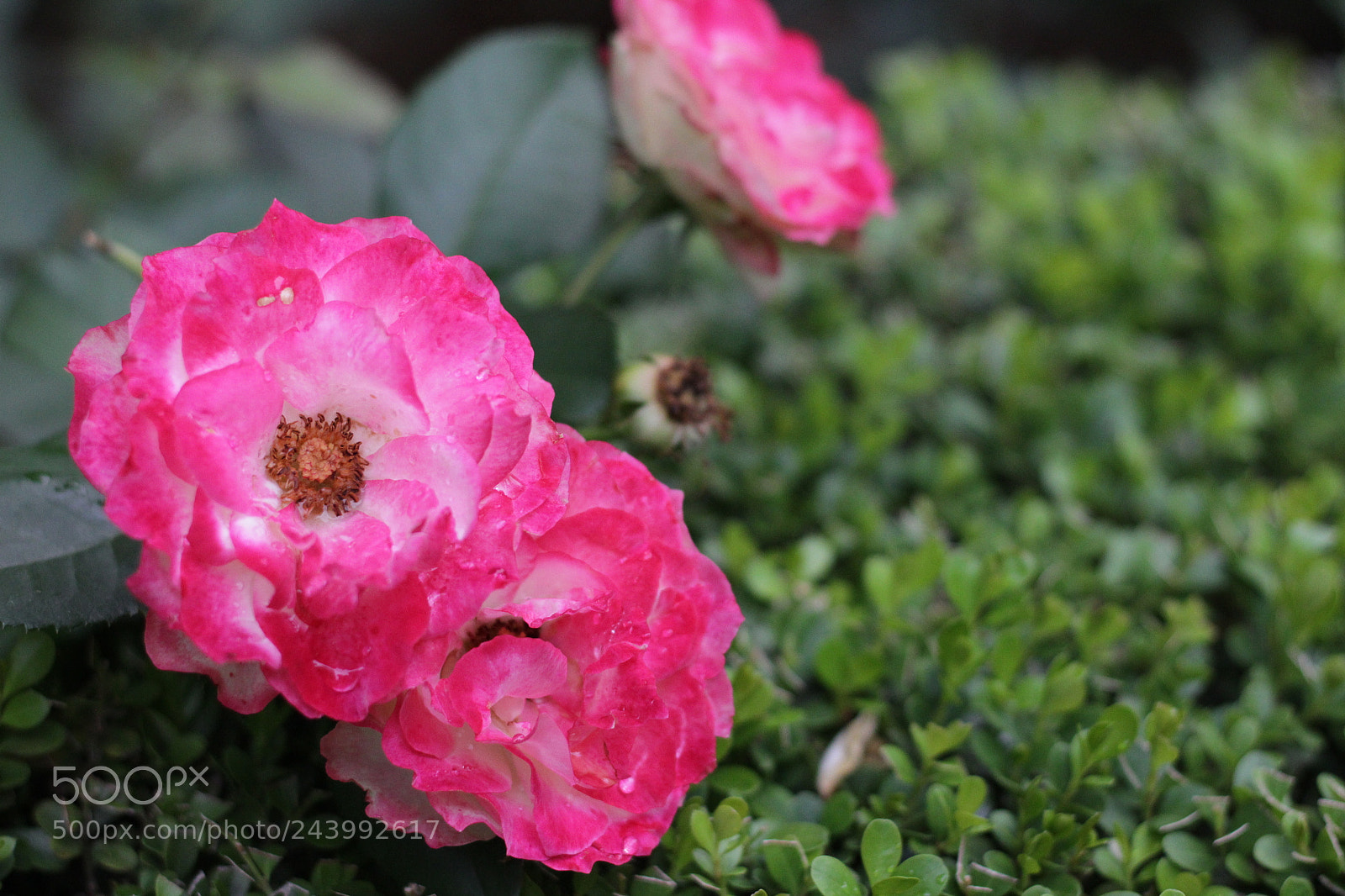 Canon EOS 1300D (EOS Rebel T6 / EOS Kiss X80) sample photo. Tenras flores photography