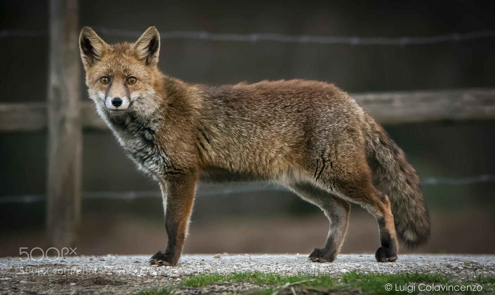 Nikon D7100 sample photo. Curiosity photography