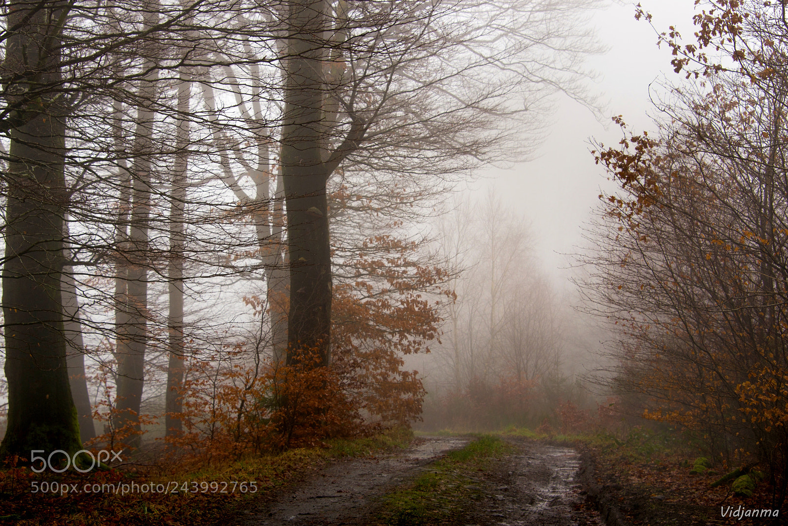 Nikon D610 sample photo. Misty path photography