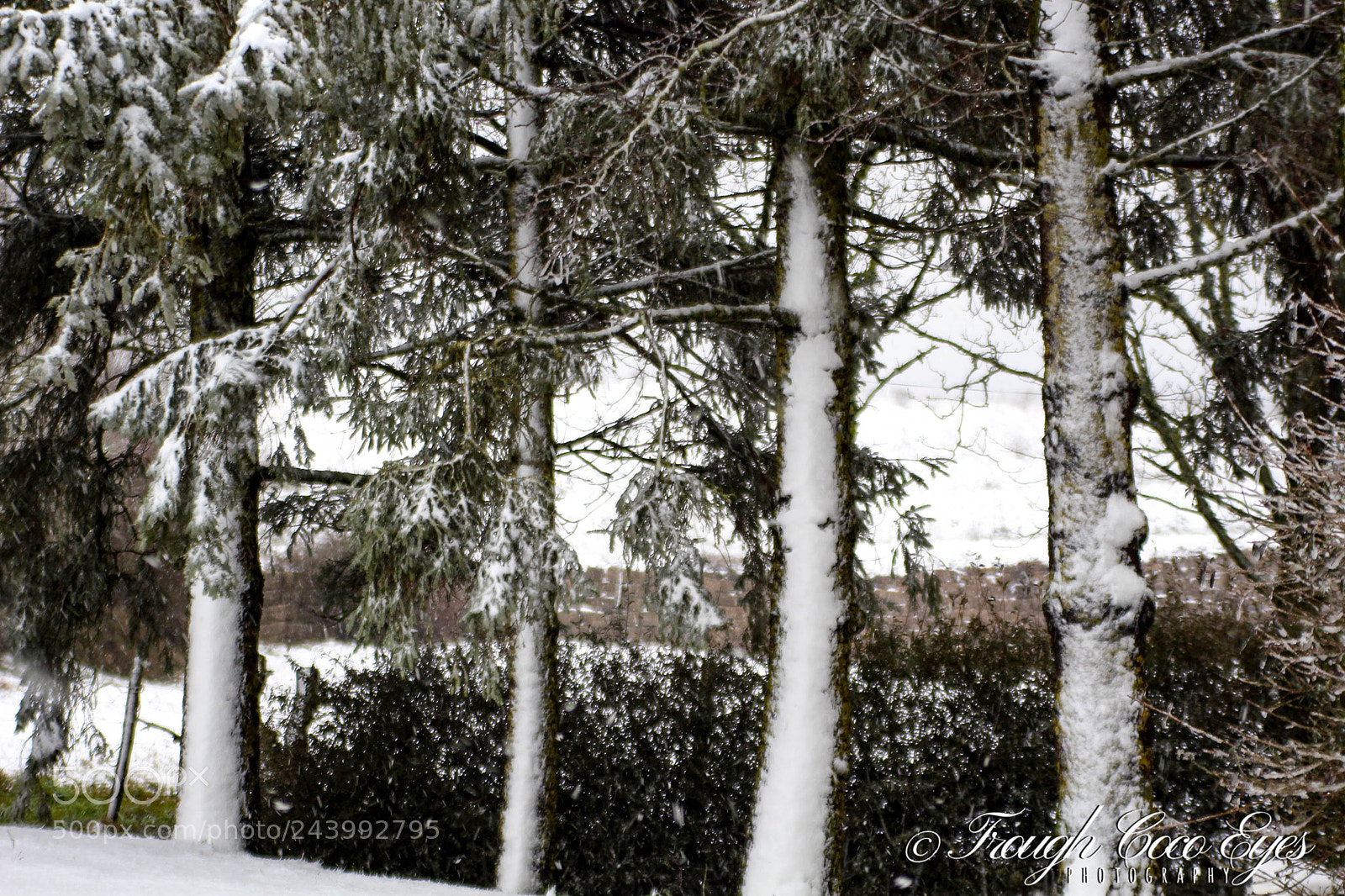 Canon EOS 100D (EOS Rebel SL1 / EOS Kiss X7) sample photo. Sapins photography