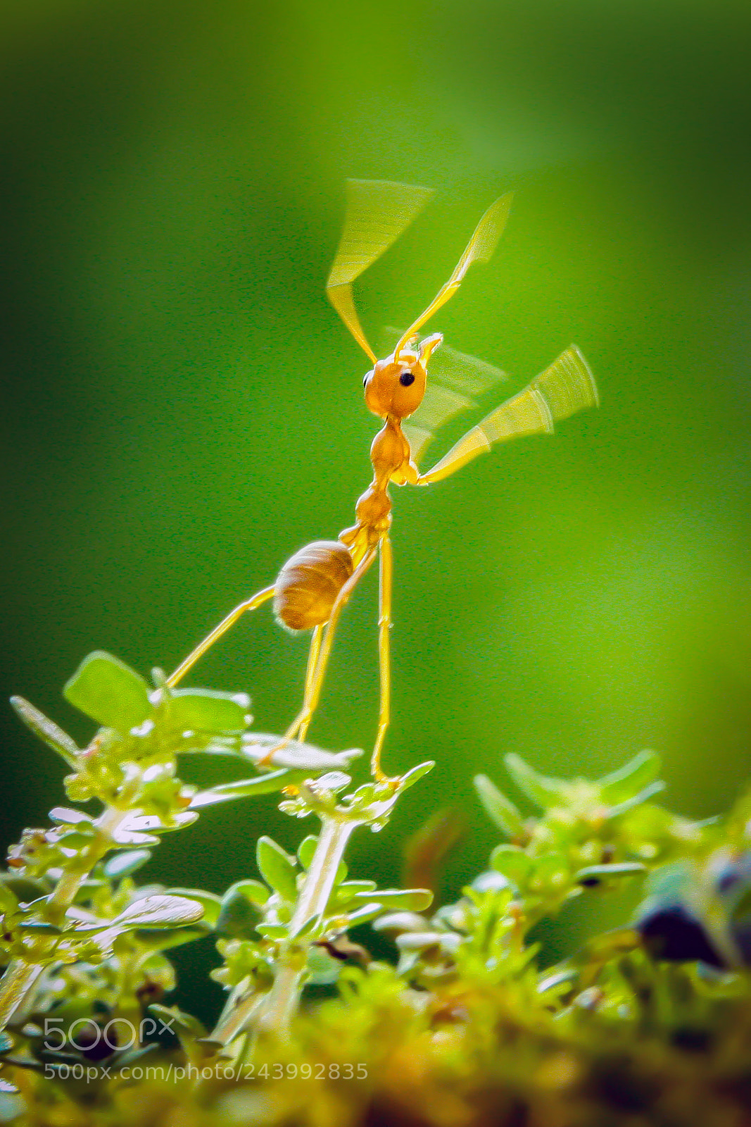 Canon EOS 1000D (EOS Digital Rebel XS / EOS Kiss F) sample photo. Ant: catch the wind photography