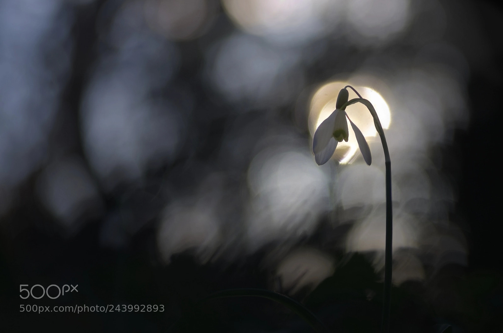 Pentax K-5 sample photo. Douce nuit photography