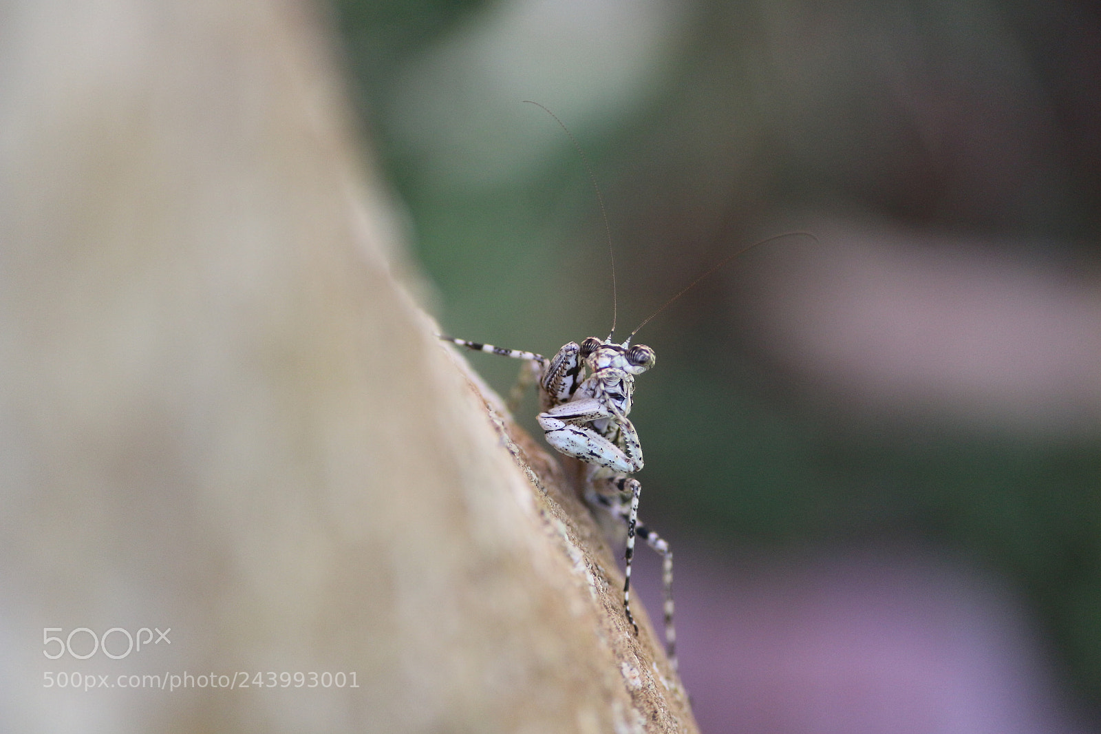 Canon EF-S 55-250mm F4-5.6 IS II sample photo. Mantis photography